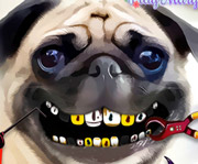 game Pug Teeth Problems
